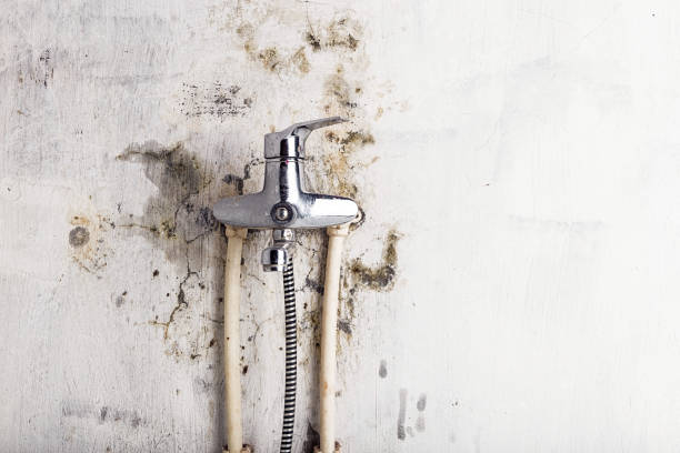 Best Commercial Mold Removal  in Vamo, FL