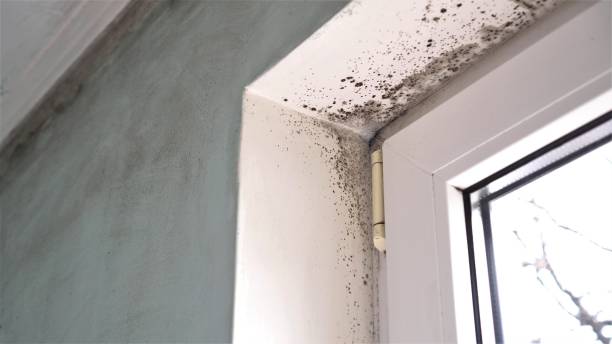 Professional Mold Removal in Vamo, FL
