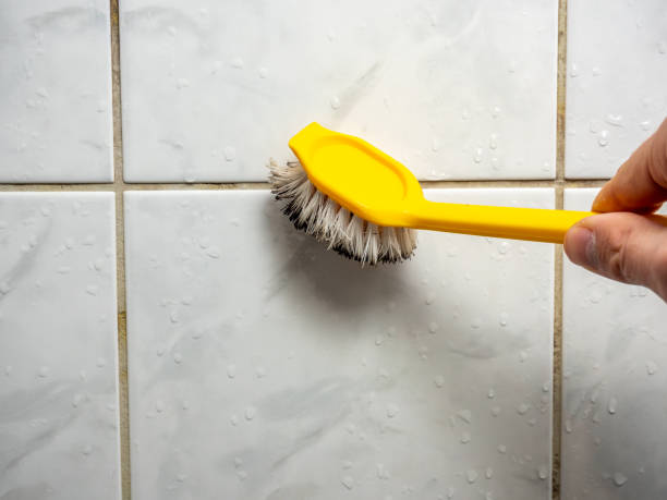 Best Best Mold Removal Companies  in Vamo, FL