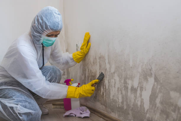 Mold Removal and Inspection in Vamo, FL
