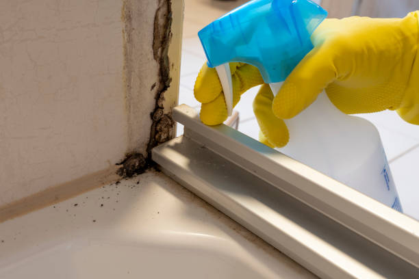 Best Professional Mold Removal  in Vamo, FL