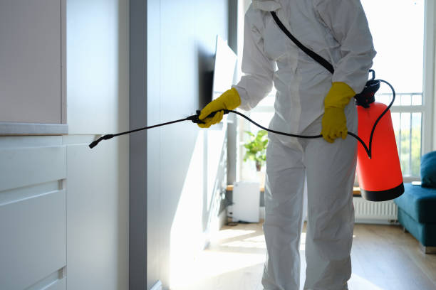 Best Certified Mold Removal  in Vamo, FL