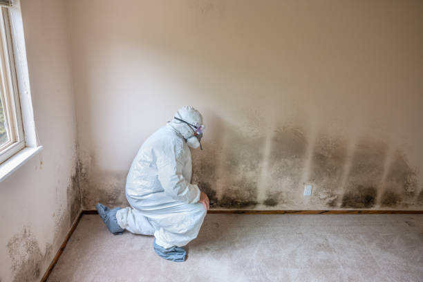 Best Toxic Mold Removal  in Vamo, FL
