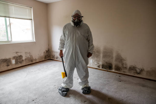 Best Attic Mold Removal  in Vamo, FL