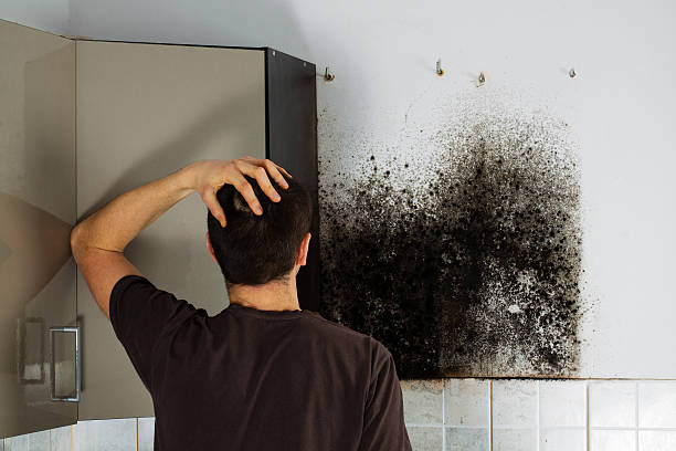 Best Crawl Space Mold Removal  in Vamo, FL