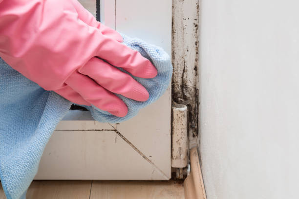 Best Mold Remediation Services  in Vamo, FL