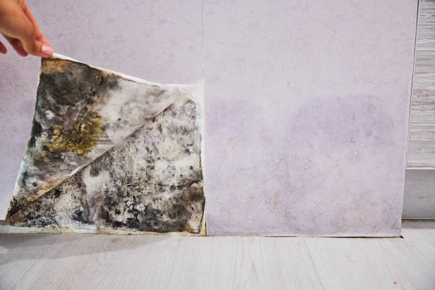 Best Local Mold Removal Service  in Vamo, FL